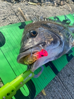 チヌの釣果