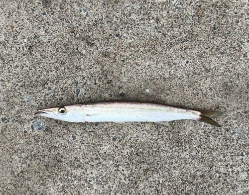 カマスの釣果