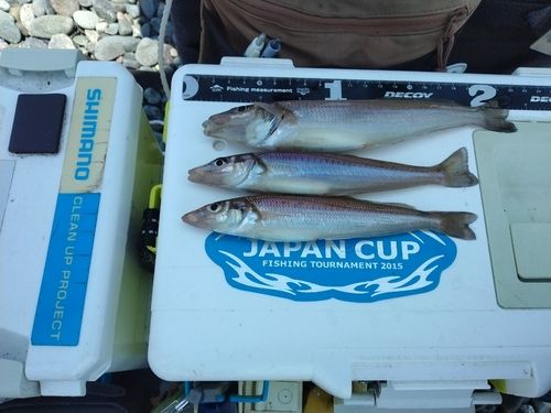シロギスの釣果