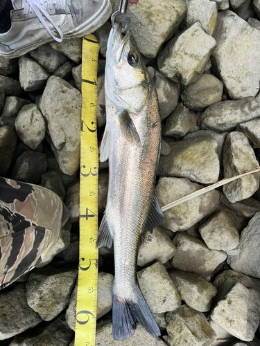 セイゴ（タイリクスズキ）の釣果