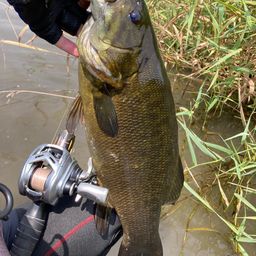 スモールマウスバス