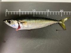 サバの釣果