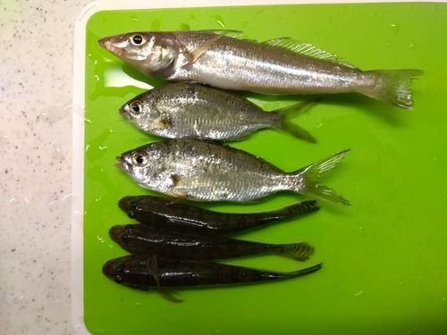 キスの釣果