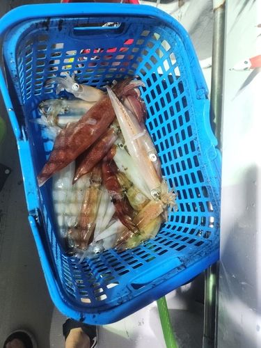 ケンサキイカの釣果