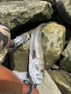 フッコ（タイリクスズキ）の釣果