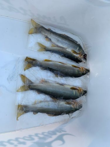 アユの釣果