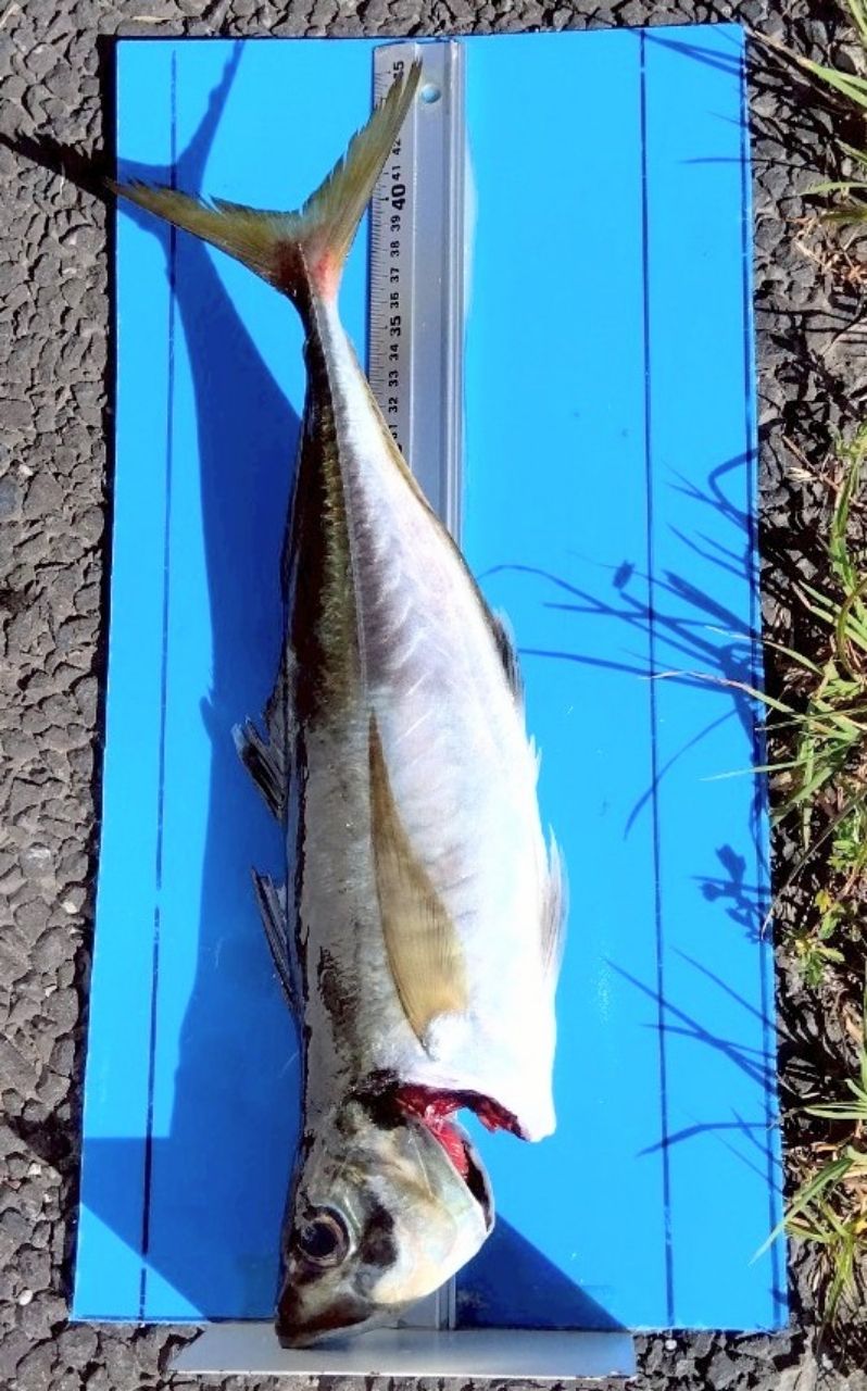 釣り船西野屋さんの釣果 3枚目の画像