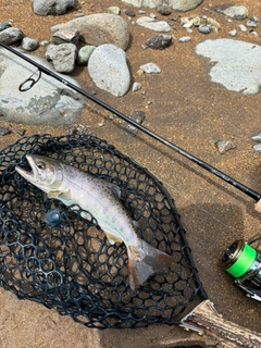ヤマメの釣果