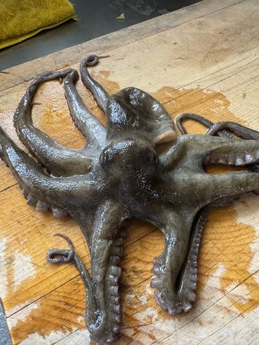 マダコの釣果