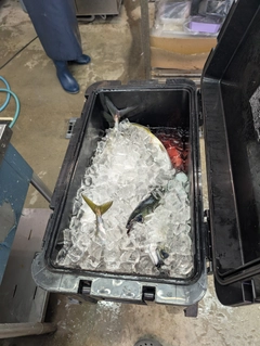 シマアジの釣果