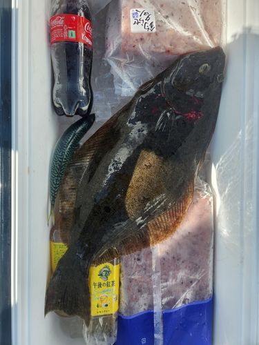 ヒラメの釣果