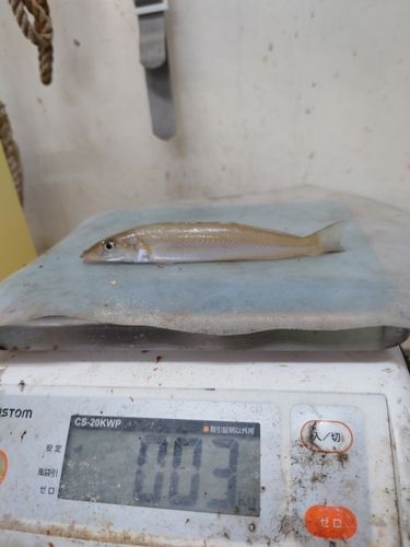 シロギスの釣果