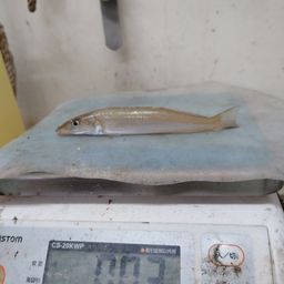 シロギス