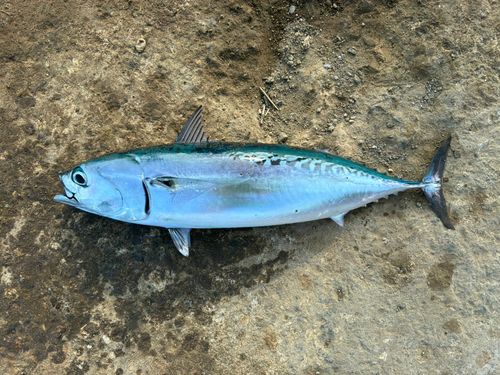 ソウダガツオの釣果