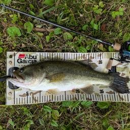 ラージマウスバス