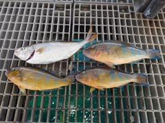 ネリゴの釣果