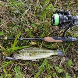 ラージマウスバス