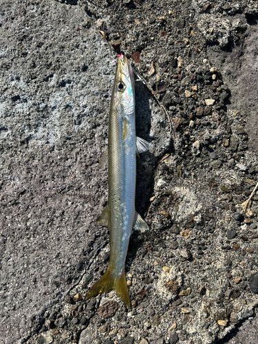 カマスの釣果