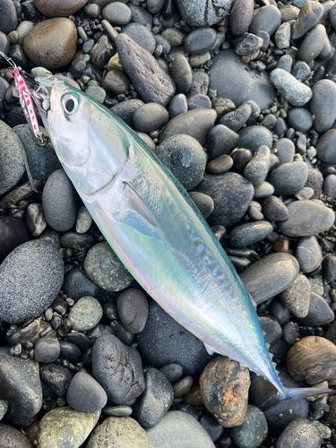 ソウダガツオの釣果