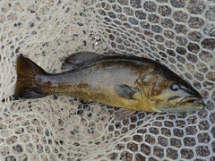 スモールマウスバスの釣果