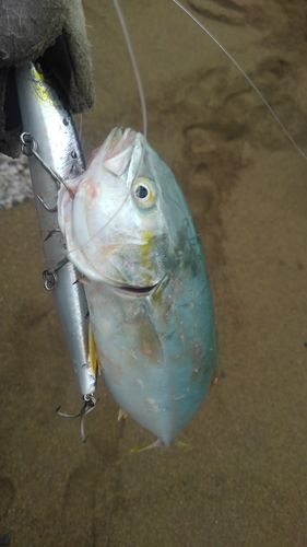 フクラギの釣果