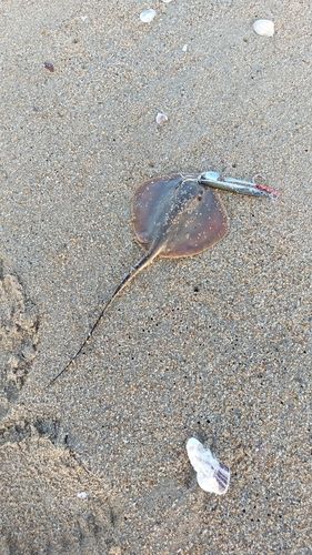 アカエイの釣果