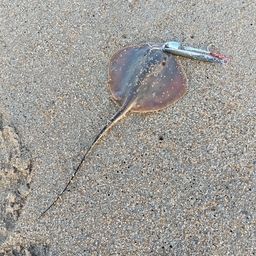 アカエイ