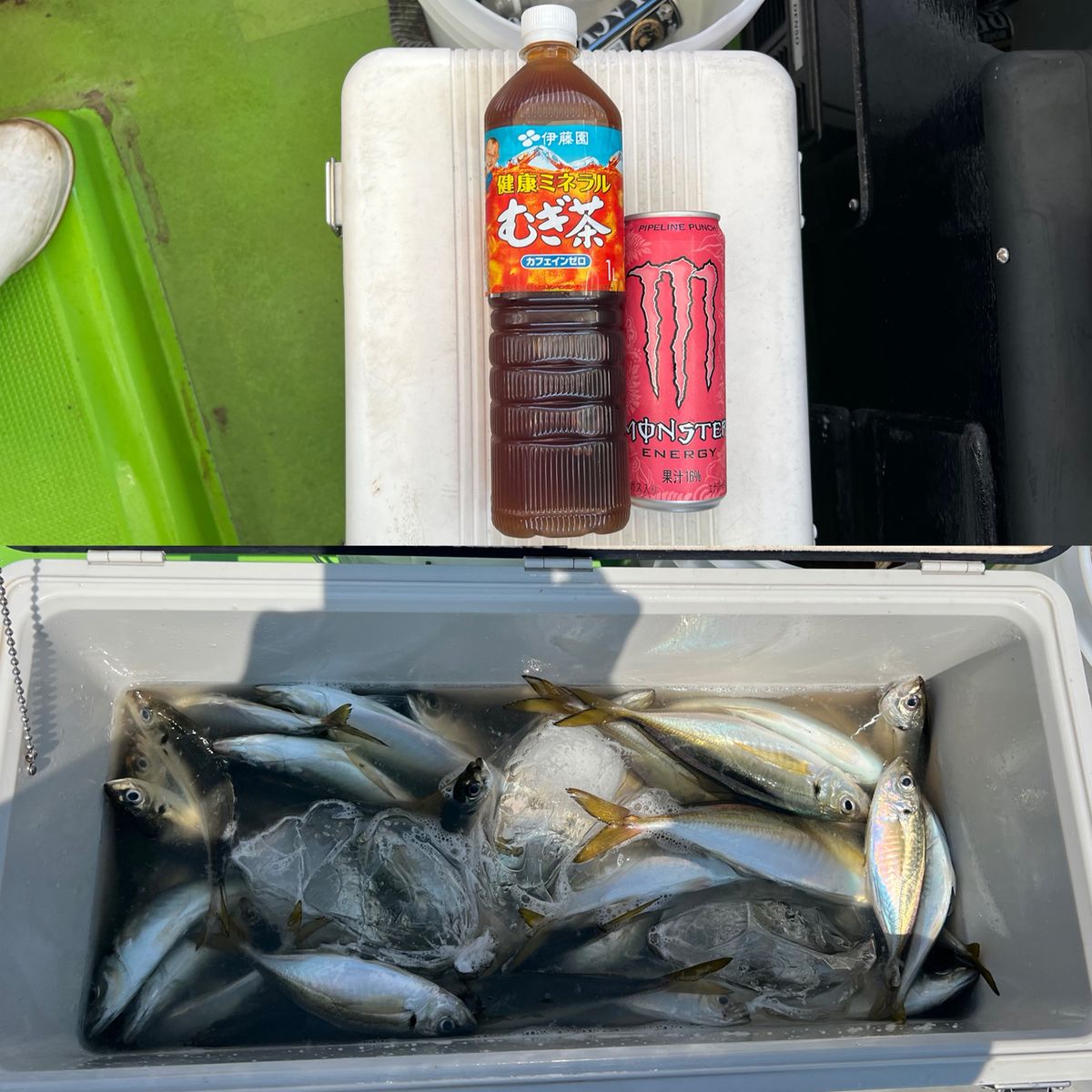 政信丸さんの釣果 3枚目の画像