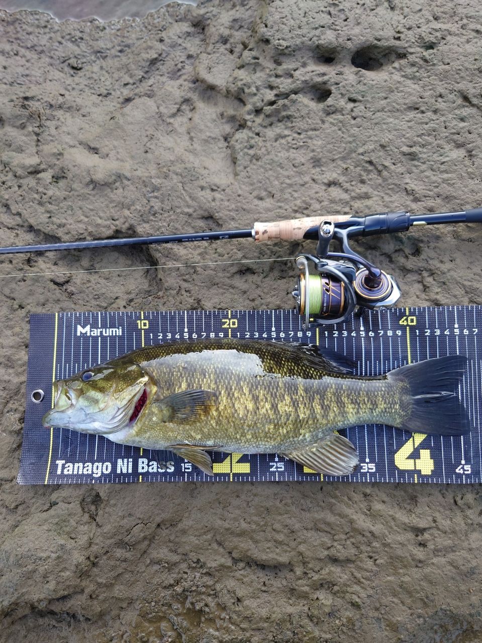 DAIWA 21ブレイゾン S69Lの最安値・インプレ・釣果 | 本音の