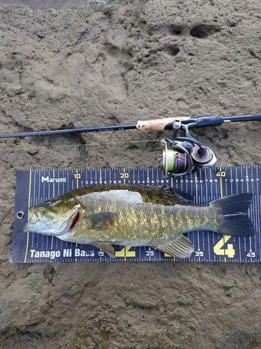 スモールマウスバスの釣果