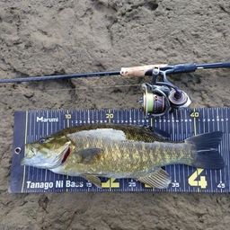 スモールマウスバス