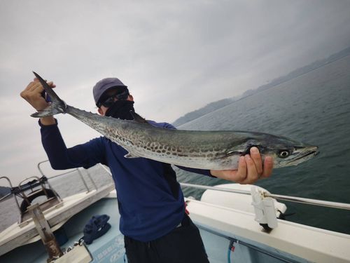 サワラの釣果