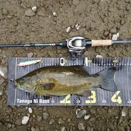 スモールマウスバス