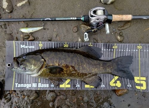 スモールマウスバスの釣果
