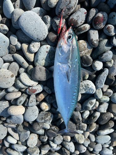 マルソウダの釣果