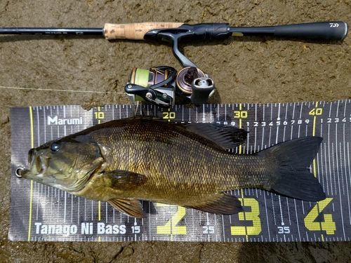 スモールマウスバスの釣果