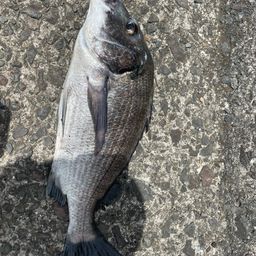 チヌ