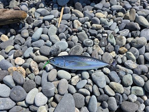 マルソウダの釣果