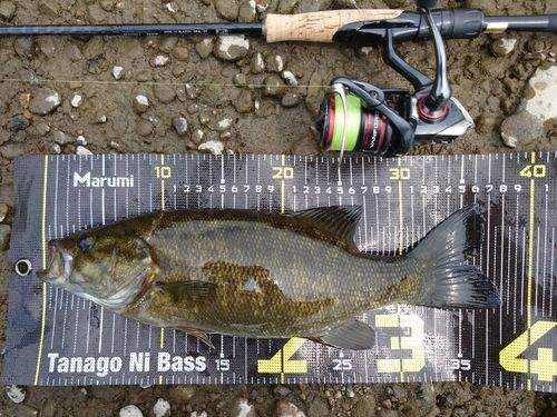 スモールマウスバスの釣果
