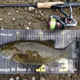 スモールマウスバス