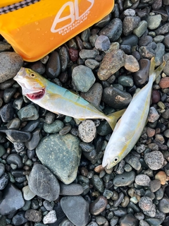 ワカシの釣果