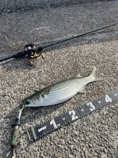ボラの釣果