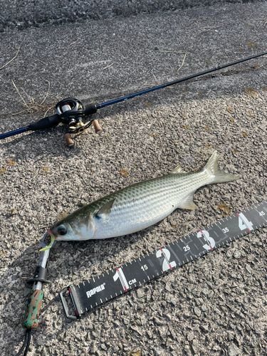 ボラの釣果