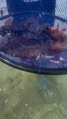 水晶浜