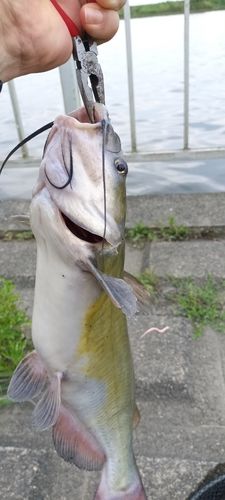 アメリカンキャットフィッシュの釣果