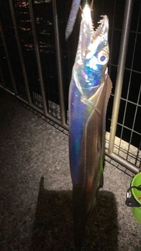 タチウオの釣果