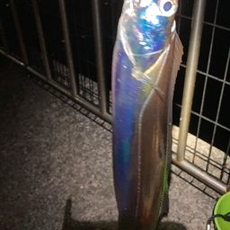 タチウオ