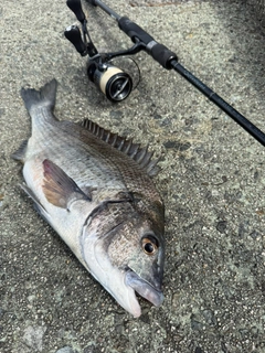 チヌの釣果