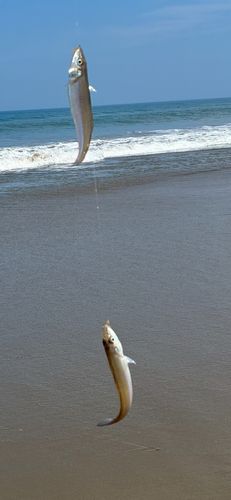 キスの釣果
