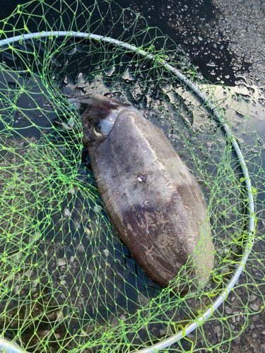 コウイカの釣果